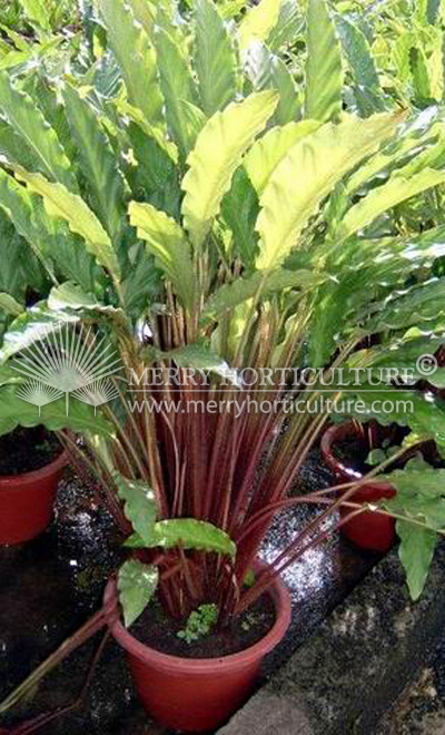 Calathea rifibarba